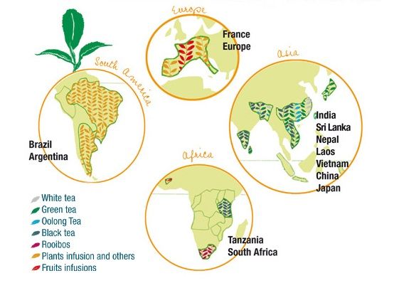 Country of tea origin