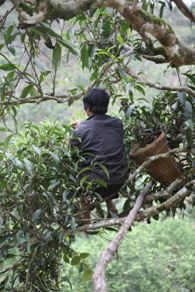 Picking tea in the trees