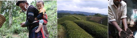 Fairtrade teas with the savoury taste of Nature