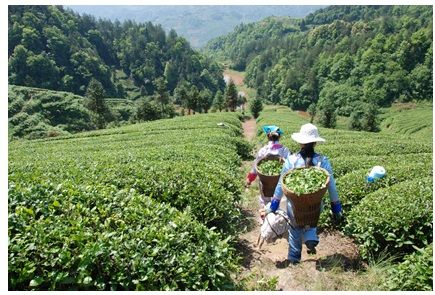 Plantation de thé Chine Hubei