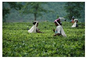 Cueillette de thé Inde Dooars