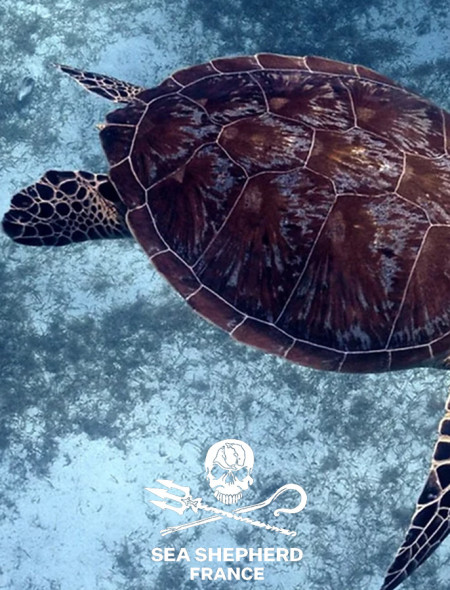 Blog - Sea Shepherd
				                    