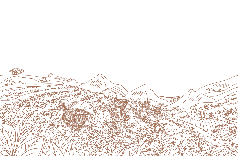 Illustration Grands Cru
                              