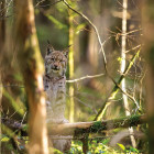 Lynx dans la forêt
			                