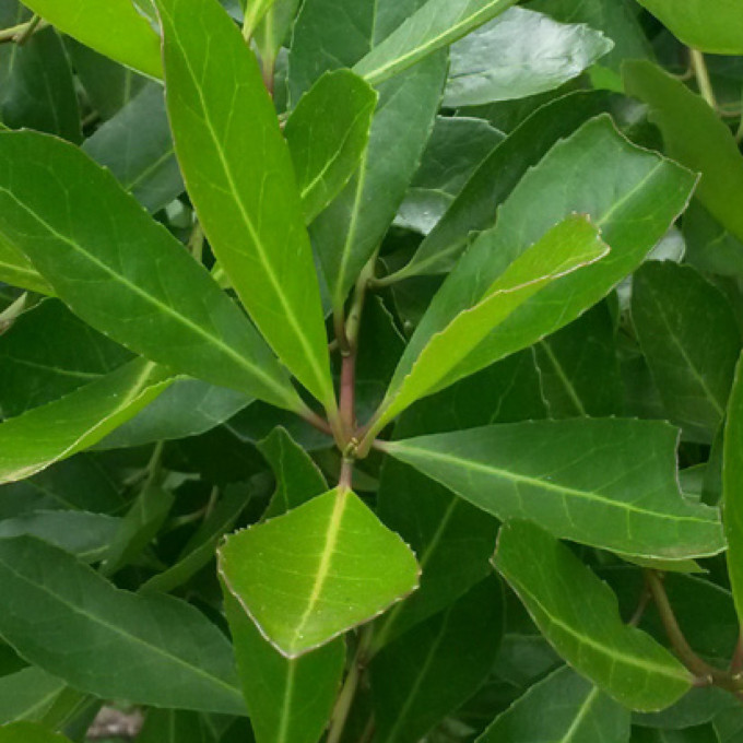 Feuilles de yerba maté
			                    