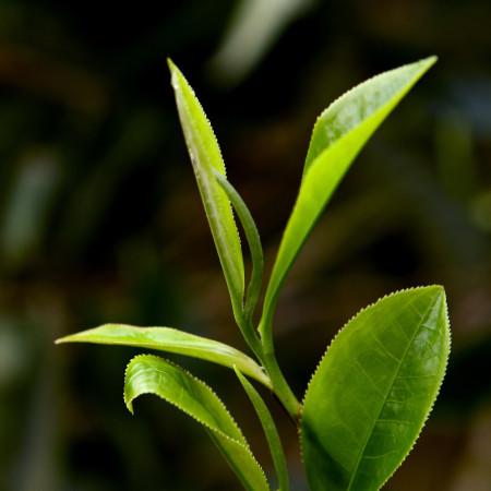 Tea leaves 
			                
